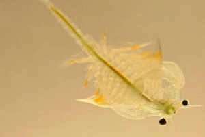 Артемія - унікальна у всіх відносинах Артемія - унікальна у всіх відносинах